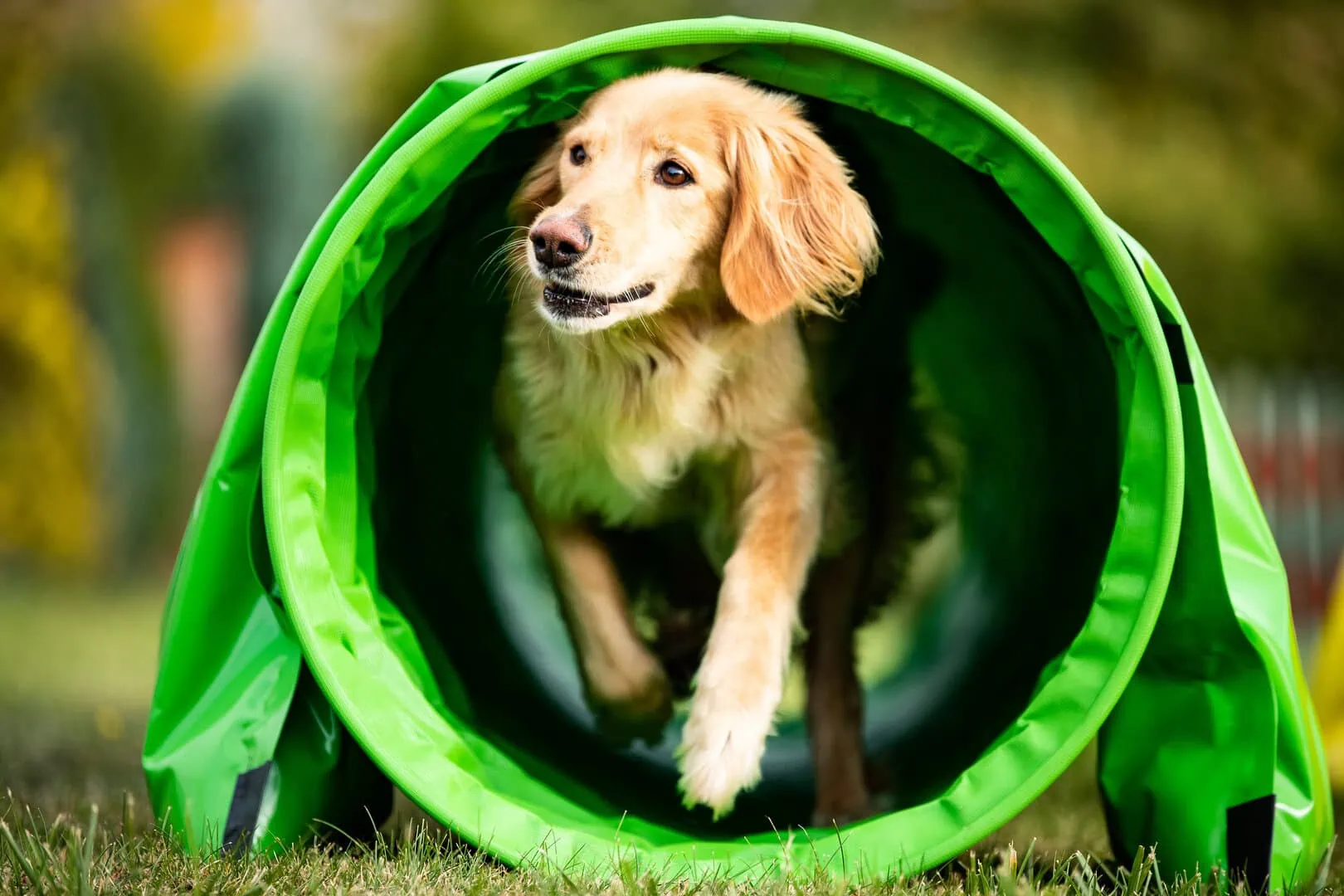 Pes beží cez prekážku na agility dráhe