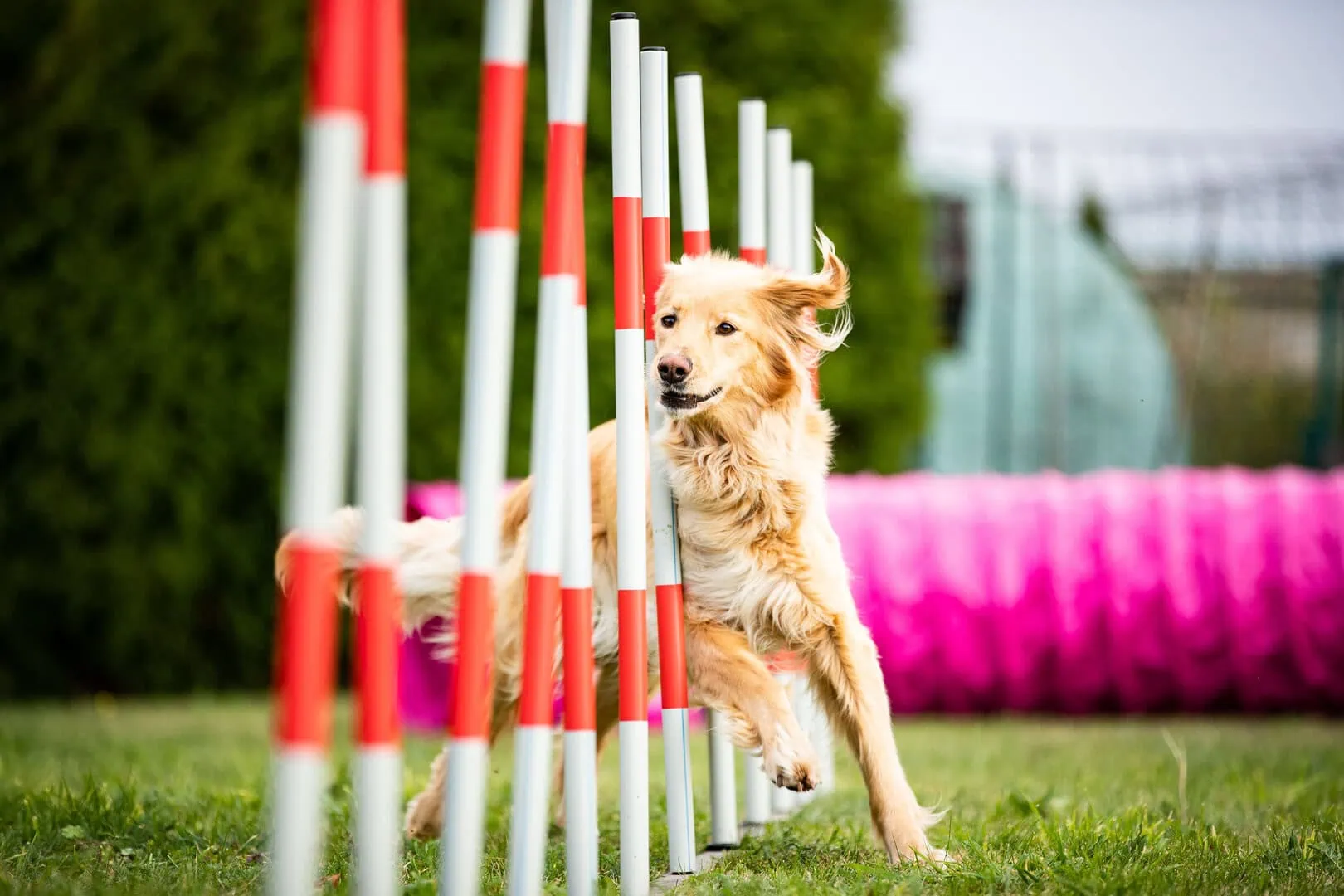 Agility tréning s prekažkami